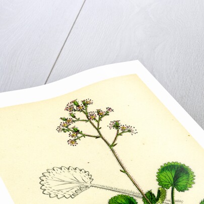 Saxifraga Geum Var. Serrata Kidney-Leaved London-Pride by Anonymous