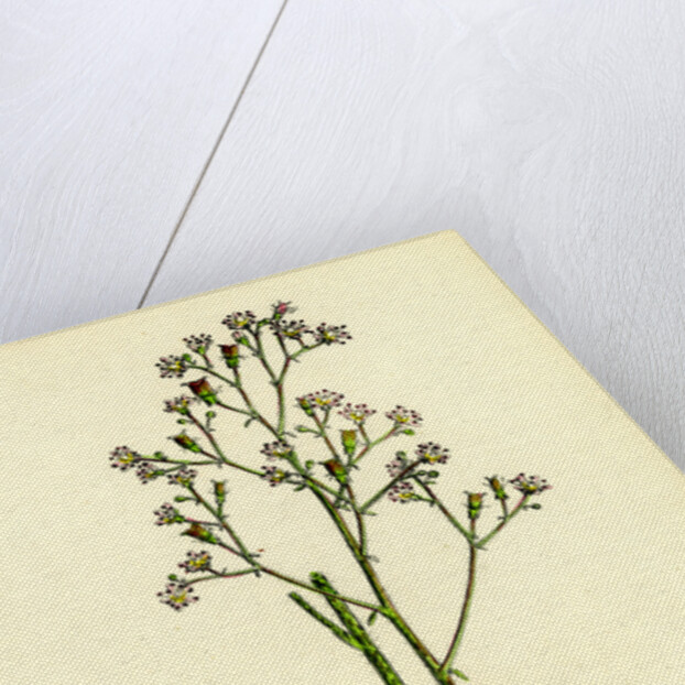 Saxifraga Geum Var. Elegans Kidney-Leaved London-Pride by Anonymous