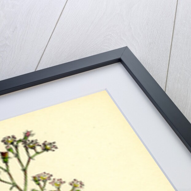 Saxifraga Geum Var. Elegans Kidney-Leaved London-Pride by Anonymous