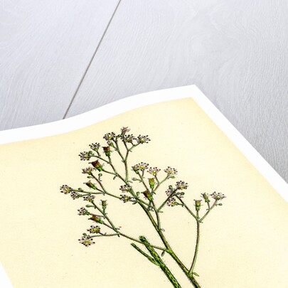 Saxifraga Geum Var. Elegans Kidney-Leaved London-Pride by Anonymous