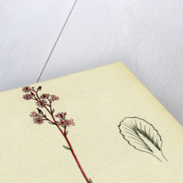 Saxifraga Umbrosa Common London-Pride by Anonymous