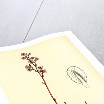 Saxifraga Umbrosa Common London-Pride by Anonymous