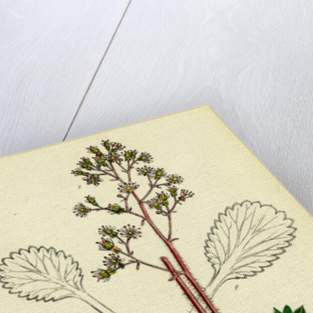 Saxifraga Umbrosa Var. Serratifolia Common London-Pride by Anonymous