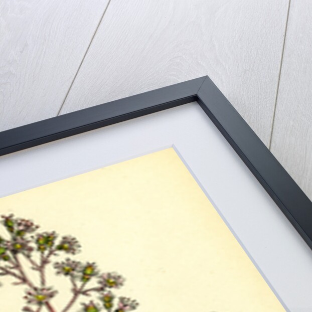 Saxifraga Umbrosa Var. Serratifolia Common London-Pride by Anonymous