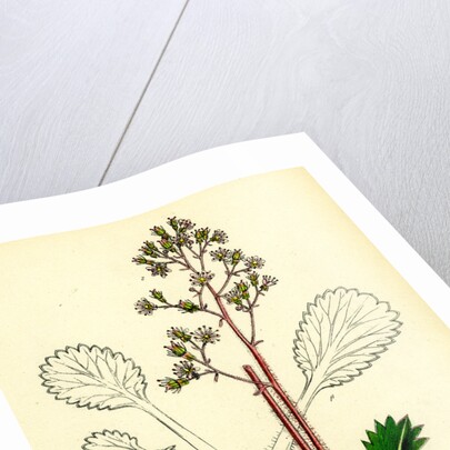 Saxifraga Umbrosa Var. Serratifolia Common London-Pride by Anonymous