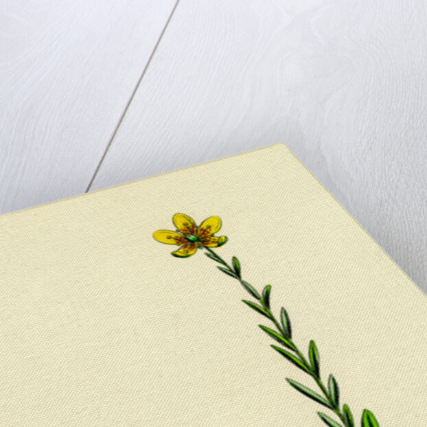 Saxifraga Hirculus Yellow Marsh Saxifrage by Anonymous