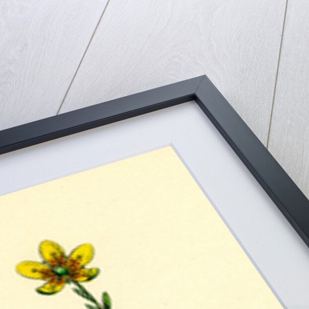 Saxifraga Hirculus Yellow Marsh Saxifrage by Anonymous