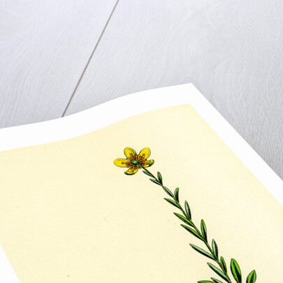 Saxifraga Hirculus Yellow Marsh Saxifrage by Anonymous