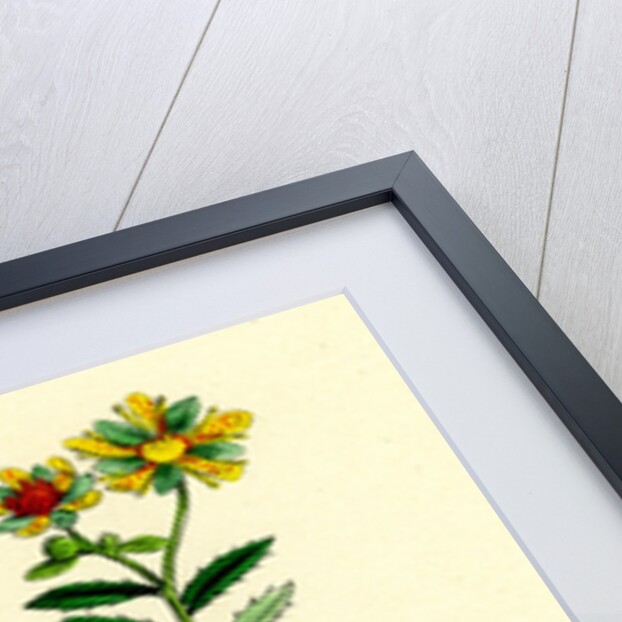 Saxifraga Aizoides Yellow Mountain Saxifrage by Anonymous