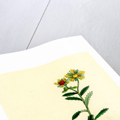 Saxifraga Aizoides Yellow Mountain Saxifrage by Anonymous