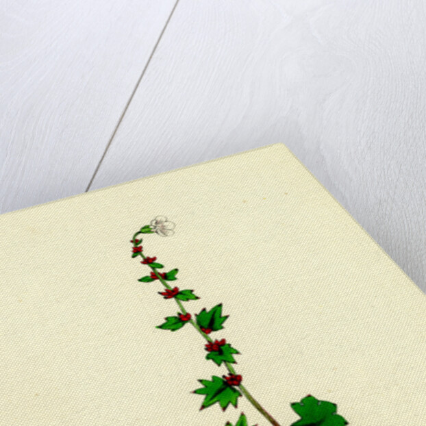 Saxifraga Cernua Drooping Alpine Saxifrage by Anonymous