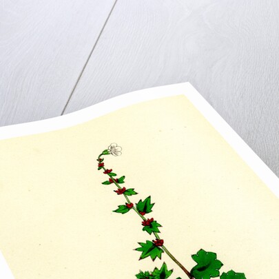 Saxifraga Cernua Drooping Alpine Saxifrage by Anonymous