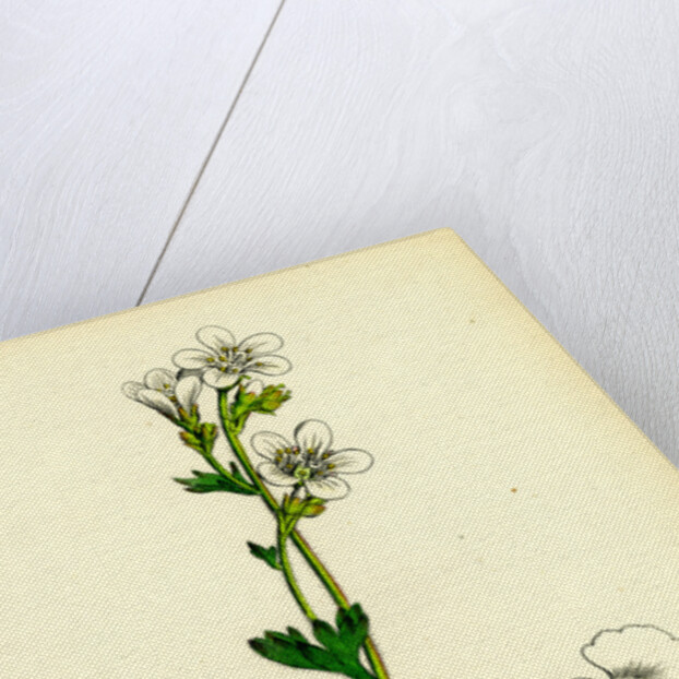 Saxifraga Granulata White Meadow Saxifrage by Anonymous