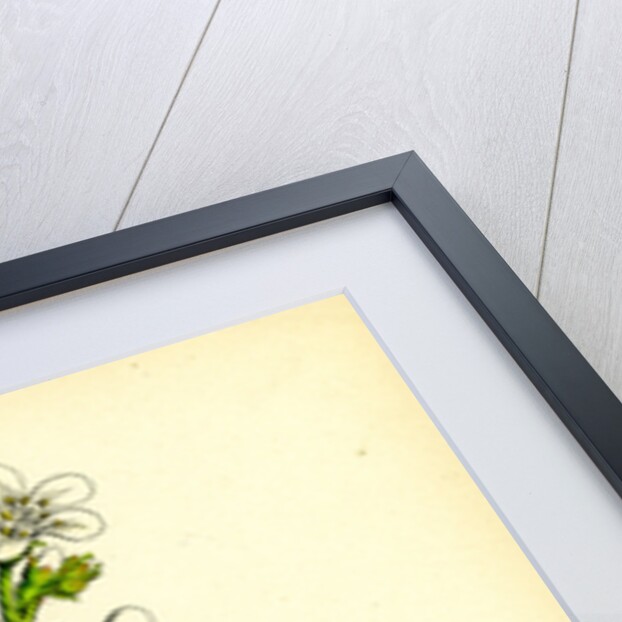 Saxifraga Granulata White Meadow Saxifrage by Anonymous