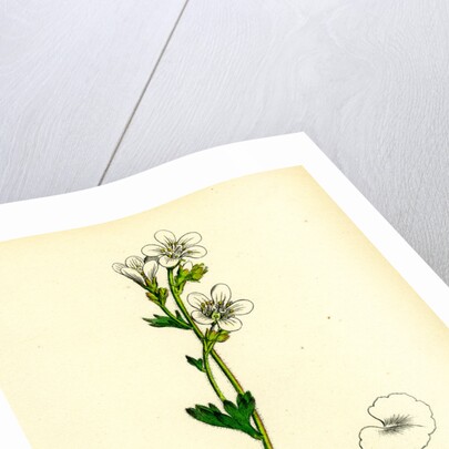 Saxifraga Granulata White Meadow Saxifrage by Anonymous