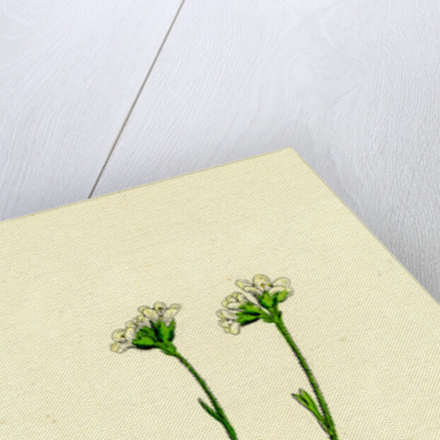 Saxifraga Caespitosa Tufted Saxifrage-- by Anonymous