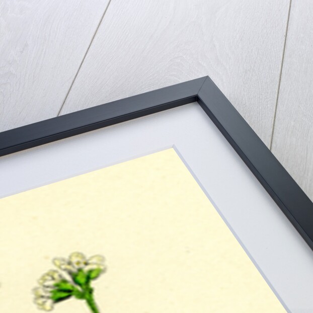 Saxifraga Caespitosa Tufted Saxifrage-- by Anonymous