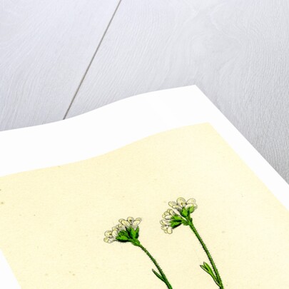 Saxifraga Caespitosa Tufted Saxifrage-- by Anonymous