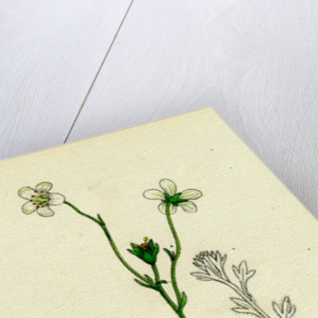 Saxifraga Hirta Var. Genuina Irish Mossy Saxifrage Var. A. by Anonymous