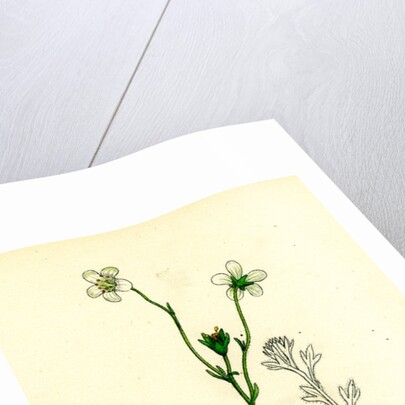 Saxifraga Hirta Var. Genuina Irish Mossy Saxifrage Var. A. by Anonymous