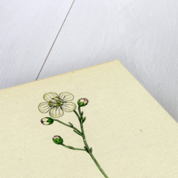 Saxifraga Eu-Hypnoides Var. Platypetala Mossy Saxifrage Var. A. by Anonymous