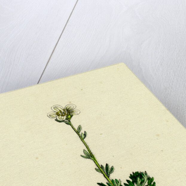 Saxifraga Hirta Var. Incurvifolia Irish Mossy Saxifrage Var. B. by Anonymous