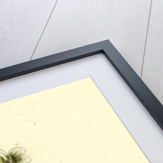 Saxifraga Hirta Var. Incurvifolia Irish Mossy Saxifrage Var. B. by Anonymous