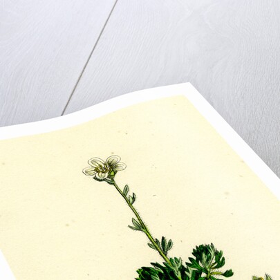 Saxifraga Hirta Var. Incurvifolia Irish Mossy Saxifrage Var. B. by Anonymous