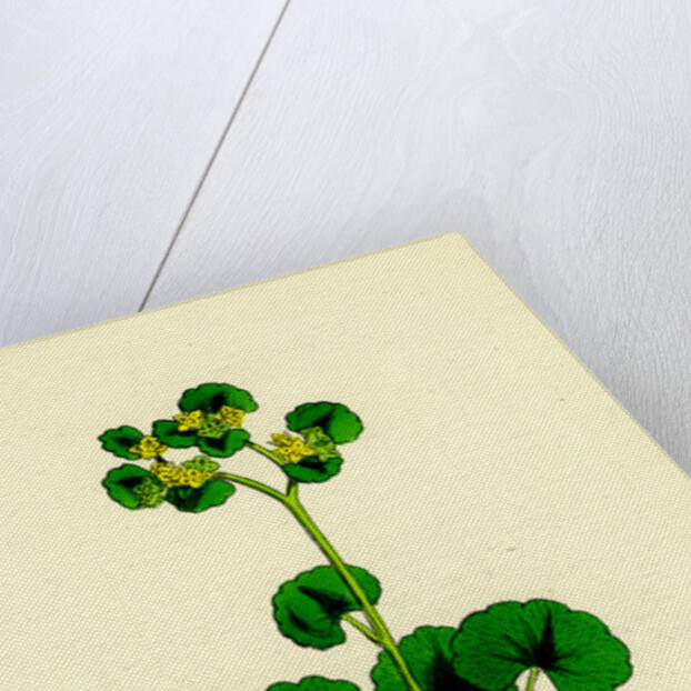 Chrysosplenium Alternifolium Alternate-Leaved Golden-Saxifrage by Anonymous