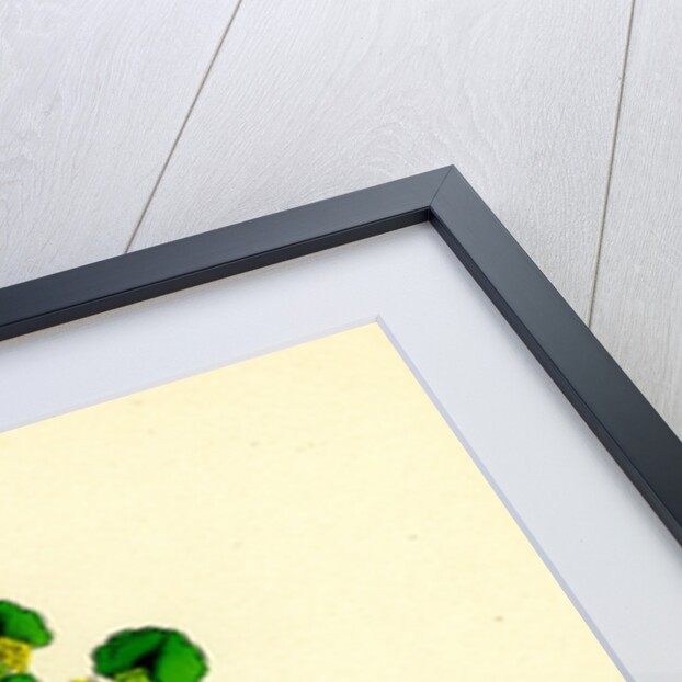 Chrysosplenium Alternifolium Alternate-Leaved Golden-Saxifrage by Anonymous