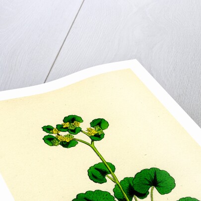 Chrysosplenium Alternifolium Alternate-Leaved Golden-Saxifrage by Anonymous