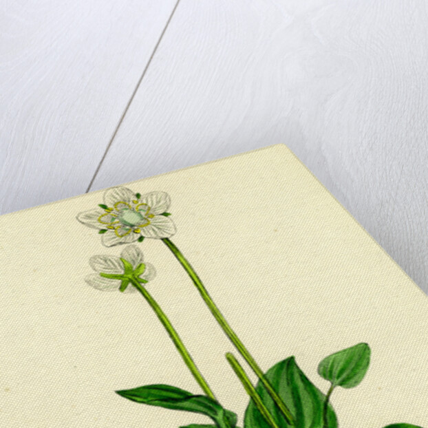 Parnassia Palustris Grass-of-Parnassus by Anonymous