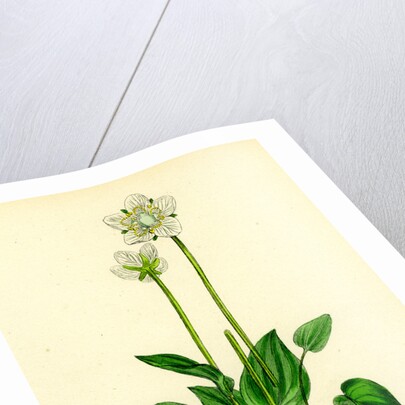 Parnassia Palustris Grass-of-Parnassus by Anonymous