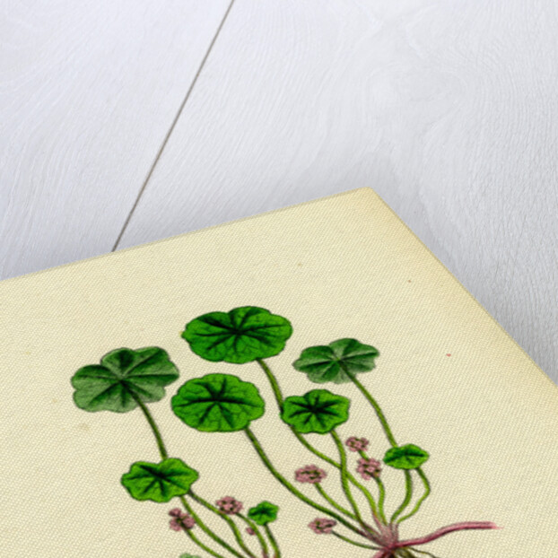 Hydrocotyle Vulgaris Marsh Pennywort by Anonymous