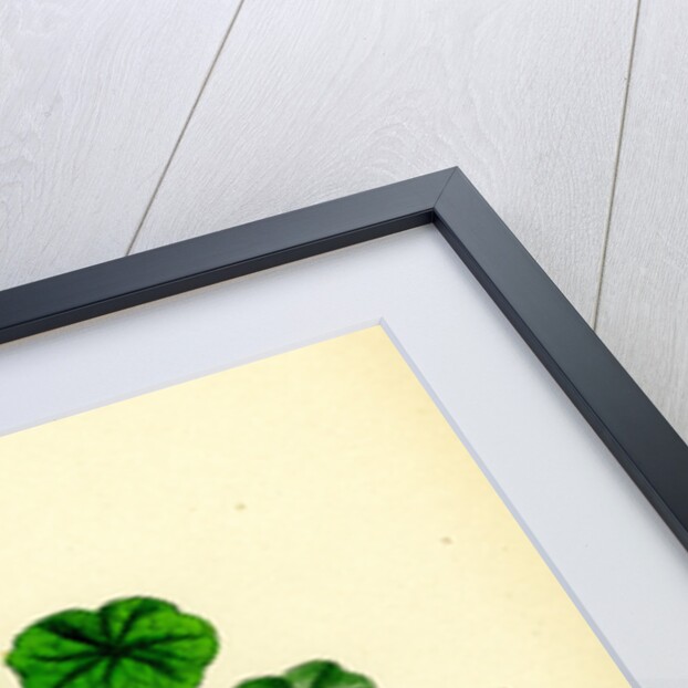 Hydrocotyle Vulgaris Marsh Pennywort by Anonymous