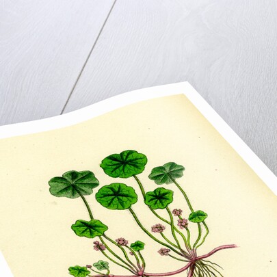 Hydrocotyle Vulgaris Marsh Pennywort by Anonymous