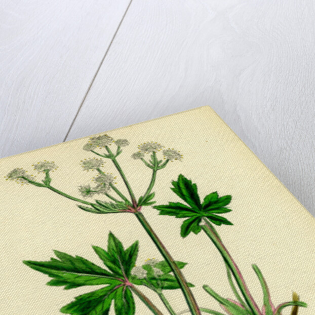 Sanicula Europaea Wood Sanicle by Anonymous