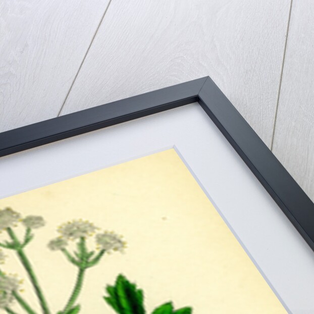 Sanicula Europaea Wood Sanicle by Anonymous