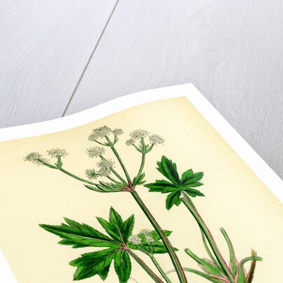 Sanicula Europaea Wood Sanicle by Anonymous