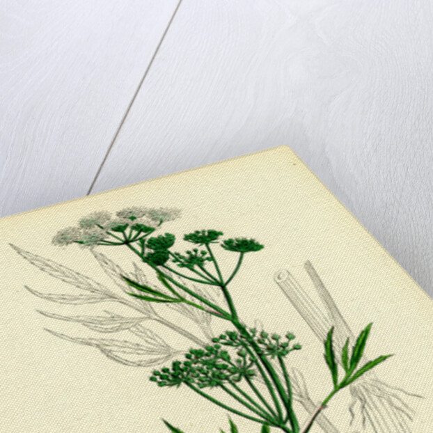 Cicuta Virosa Water Hemlock by Anonymous