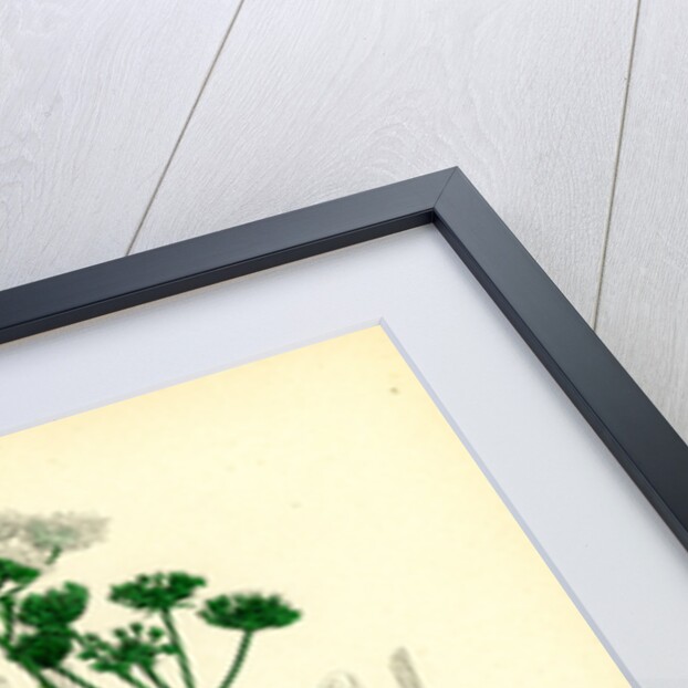 Cicuta Virosa Water Hemlock by Anonymous