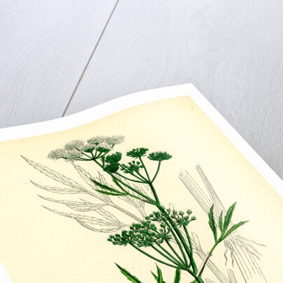 Cicuta Virosa Water Hemlock by Anonymous