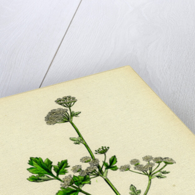 Apium Graveolens Wild Celery by Anonymous