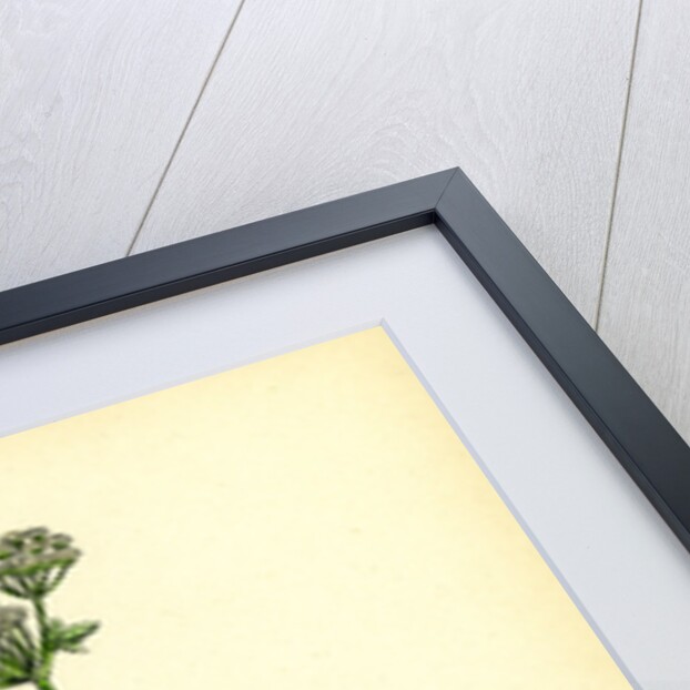 Apium Graveolens Wild Celery by Anonymous