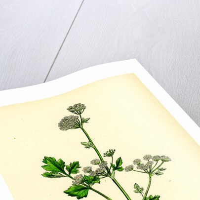 Apium Graveolens Wild Celery by Anonymous