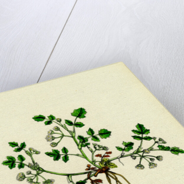 Helosciadium Nodiflorum Var. Repens Procumbent Water-Parsnip Var. B. by Anonymous