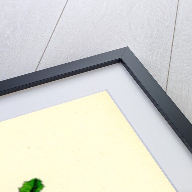 Helosciadium Nodiflorum Var. Repens Procumbent Water-Parsnip Var. B. by Anonymous