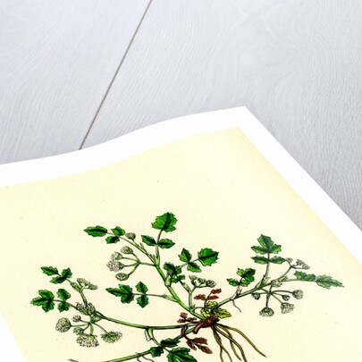 Helosciadium Nodiflorum Var. Repens Procumbent Water-Parsnip Var. B. by Anonymous