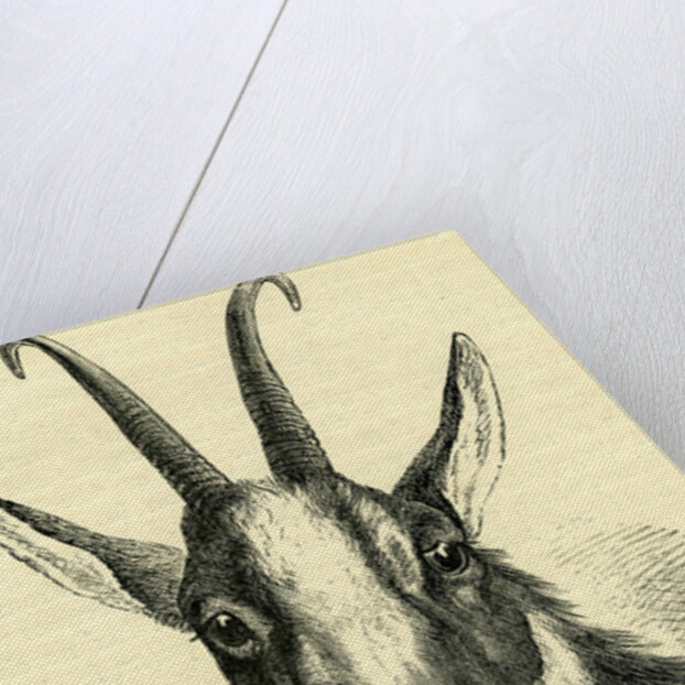 Head of Chamois Switzerland by Anonymous