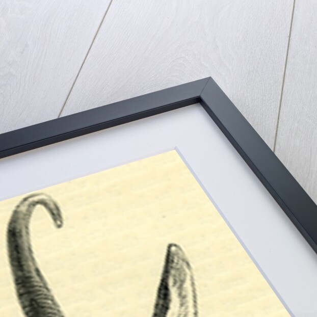 Head of Chamois Switzerland by Anonymous